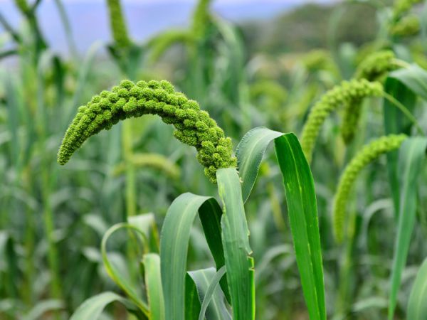 如何使用有機(jī)肥--微生物菌肥？